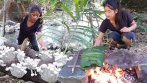 Survival in forest: Pick mushroom plant to grilled with Stingray and Chili sauce Eating in jungle