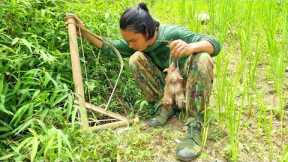 Rats destroy my upland rice, survival alone, survival instinct