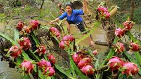 Survival skills Natural: A woman Finding Dragon fruit  for eating At river - Her village