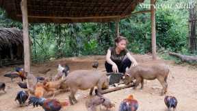 A busy day, wild boar farm, wild chicken. Survival instinct, Wild alone (episode 81)