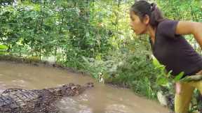 Adventure solo in flood forest - Catch a big crocodile and Pick duck egg for food in jungle