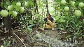 O.M.G! Meet a big wild crocodile, Pick natural guava for food - Adventure solo in jungle