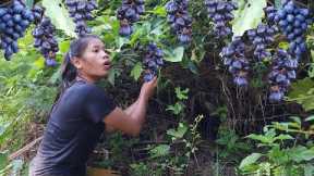 Wild black grapes for snack - Survival solo in jungle
