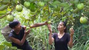 Catch fish and pick natural guava fruit - Guava fruit with salt chili Eating in jungle