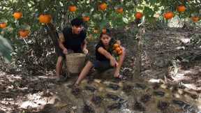 Found wild Persimmon fruit & Catch crabs in forest - Crabs fried spicy for lunch - Cooking in jungle