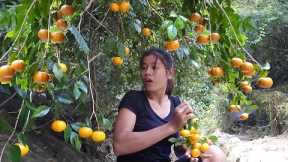 Wild oranges for snack - Survival in jungle