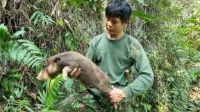Survival, skills, to trap wild boar, find food for wild boar, survival alone