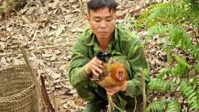 Survival skills, jungle chicken trap skills, finding food for wild boars, life in the forest