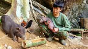Survival skills, detecting wild boars eating cassava, boar trap skills