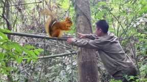 Survival skills, forest squirrel trap skills, survival alone, survival instincts
