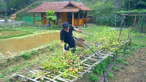 Tomato Harvest - Finishing the wooden workshop floor with concrete | In the wilderness