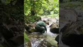 Survival, skills, Journey to catch stream fish, life in the forest part 2