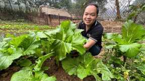 Harvest vegetables and take care of the garden | Finishing the kitchen roof, handle column footing