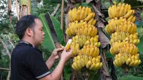 FULL VIDEO: 75 days of harvesting bananas, Preservation Process - Build chicken coop