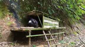4 Days survival in jungle // Building natural bushkraft shelter #survivalskills #bushkcraft