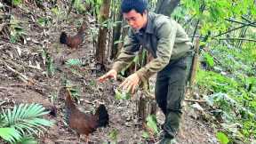 Survival skills, jungle chicken trapping skills, survival instincts, survival alone