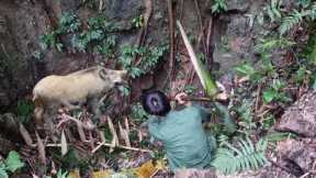 Survival skills, boar trap skills, survival alone, farm in the forest