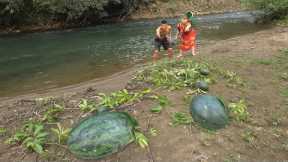 Skills Survival: Find food with fish and pick large melons grow naturally by river