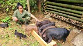 Survival skills, catching fish with bare hands, scolding pigs and feeding pigs, survival alone