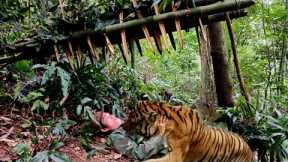 FULL VIDEO: Survival, skills, detecting tigers attacking people, boar trap skills