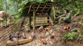 Making a chicken coop for wild chickens, life on the farm, survival skills
