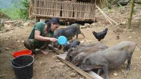 Find food for my wild boar, build a farm life, survival alone