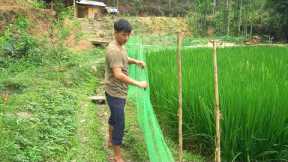 Mountain youth named DAU builds a green life. Build a fence to protect rice fields.
