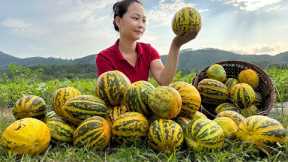 Harvesting Watermelon Garden goes to the market sell - Buy pigs for Primitive Skills | Hoàng Hương