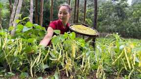 Harvest yellow beans at the farm, Cook a delicious meal and plant care | Primitive skills