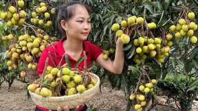 Harvesting Litchi Fruit Garden goes to the market sell - Animal Care |  Hoàng Hương