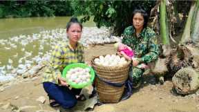 Harvesting Duck Eggs Bringing To Market, Daily Life