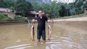 Break down the wall between 2 fish ponds and Duong catches HUGE fish after 5 years of farming