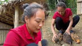 SURPRISE:  Snake Appears On The Farm and attack Duong chicken, everything went bad