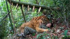 FULL VIDEO: 100 days elephant monster. attack, survive alone, skills, tiger traps, survival instinct