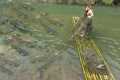 Harvesting fish - Cast net catch a