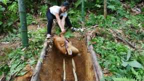 Creating primitive traps with good results - Survival skills in the forest, wild animals