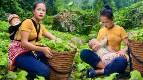 Harvesting green vegetables to sell at the market - The life of a single mother