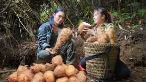 Harvest, giant potatoes brought to market to sell, green forest life, survival alone