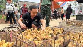 Duong's went to the highland market to buy Duck, Muscovy Ducks, Goose to Raise