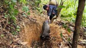 Wild boar trap, primitive survival skills, orphaned boy Khai.