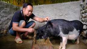 PRIMITIVE SKILLS; Duong's care and Domesticate the ferocious PIG