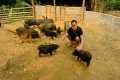 Duong takes care; Pig - Chicken -