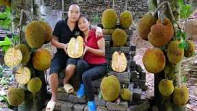 Duong and beautiful wife Harvesting JACKFRUIT Goes to the market sell