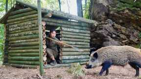 Build shelters, survival skills and trap wild boars, survival alone