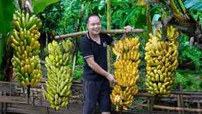 7 Years Living Off-Grid, Growing bananas, harvesting bananas and how to preserve them for long time