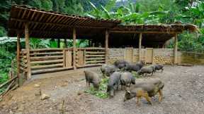 Duong's builds new home for wild boars