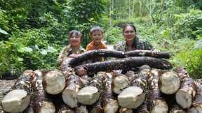 harvesting taro, taking care of animals on the farm, farm building, SURVIVAL ALONE