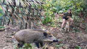 200 days of survival in the wild, wild boar trapping skills, alone survival