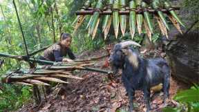 wild goat traces, traps to catch, survival skills, survival alone