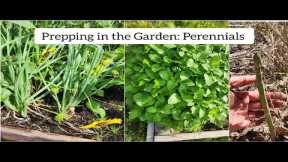 Food Storage Prepping in the Garden: Perennials